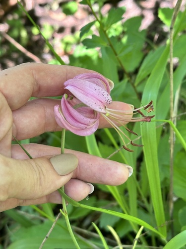 Lilium cernuum, photograph 3