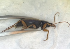 Chlaenius laticollis