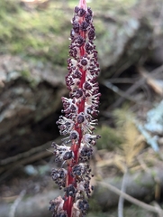 Allotropa virgata, photograph author not stated, no rights reserved