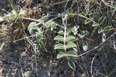 Hedysarum candidum