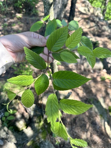 Betula schmidtii
