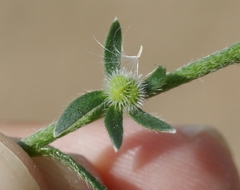 Plagiobothrys acanthocarpus