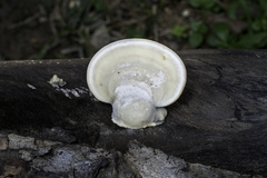 Gloeophyllales