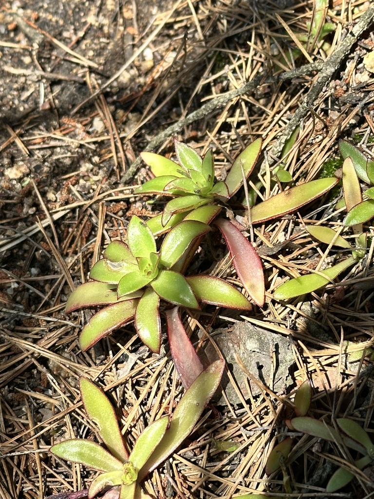 Orostachys maximowiczii, Хасанский р-н, Приморский край, Россия