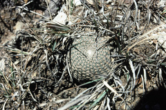 Reicheocactus pseudoreicheanus