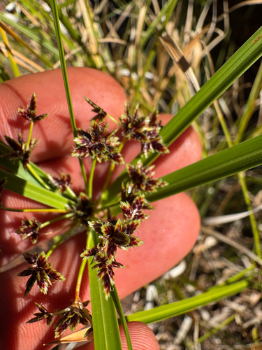Cyperus vaginatus, photograph 2