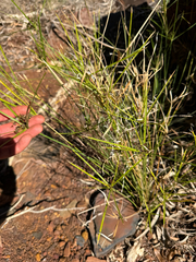 Cyperus vaginatus, photograph (c) Tyler Anthony, some rights reserved (CC BY)