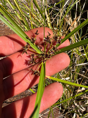 Cyperus vaginatus