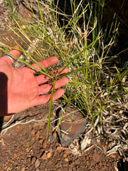 Cyperus vaginatus, photograph (c) Tyler Anthony, some rights reserved (CC BY)