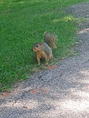 Eastern Fox Squirrel
