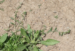 Plagiobothrys acanthocarpus