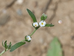 Plagiobothrys acanthocarpus