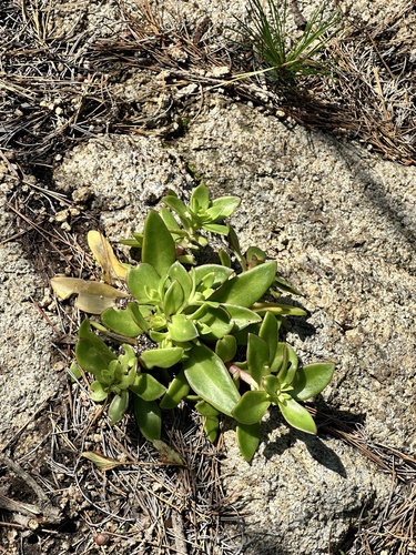 Orostachys maximowiczii