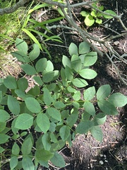 Maackia amurensis