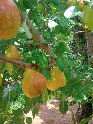 Common Pear