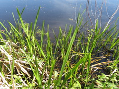 Sparganium erectum