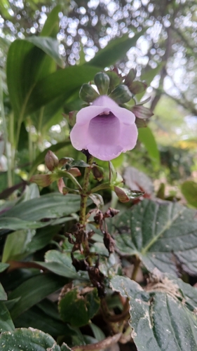 Gloxinia perennis observed 2026-07-20