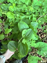 Smilax riparia