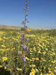 Delphinium recurvatum