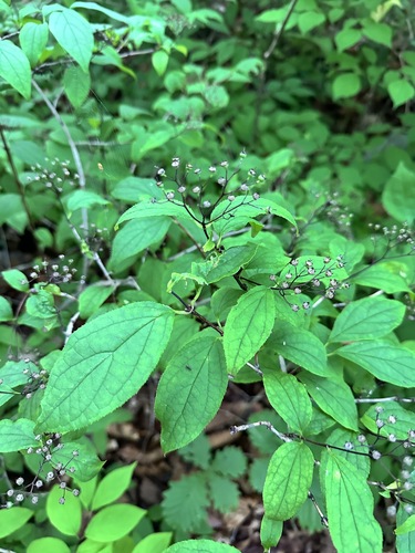 Deutzia parviflora