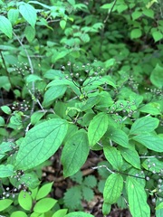 Deutzia parviflora