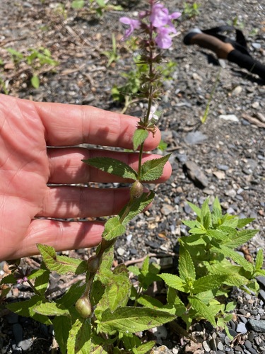 Stachys hispida, photograph 3