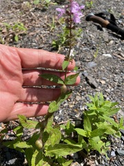 (c) Tom Scavo, some rights reserved (CC BY) Stachys hispida, photograph (c) Tom Scavo, some rights reserved (CC BY)