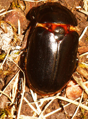 Ancognatha scarabaeoides