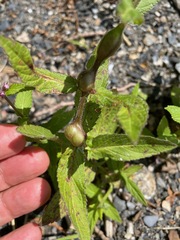 (c) Tom Scavo, some rights reserved (CC BY) Stachys hispida, photograph (c) Tom Scavo, some rights reserved (CC BY)