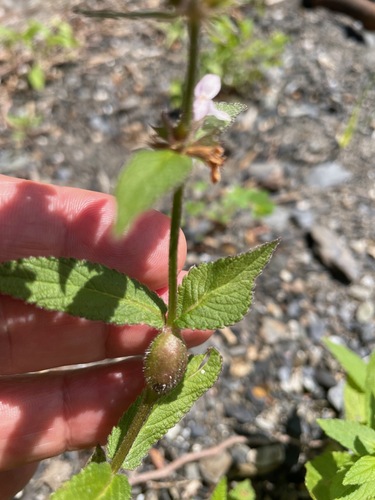 Stachys hispida, photograph 4