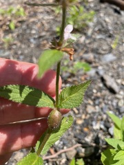 (c) Tom Scavo, some rights reserved (CC BY) Stachys hispida, photograph (c) Tom Scavo, some rights reserved (CC BY)