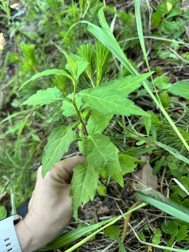 Aster ageratoides, photograph 4