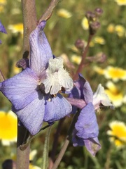 Delphinium recurvatum