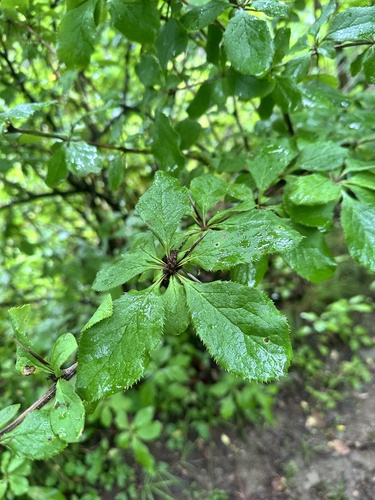 Berberis amurensis, photograph 3