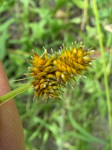 Carex cephalophora, 2026-07-20