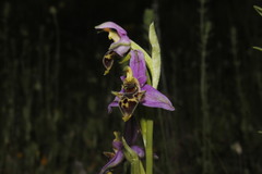 Ophrys homeri