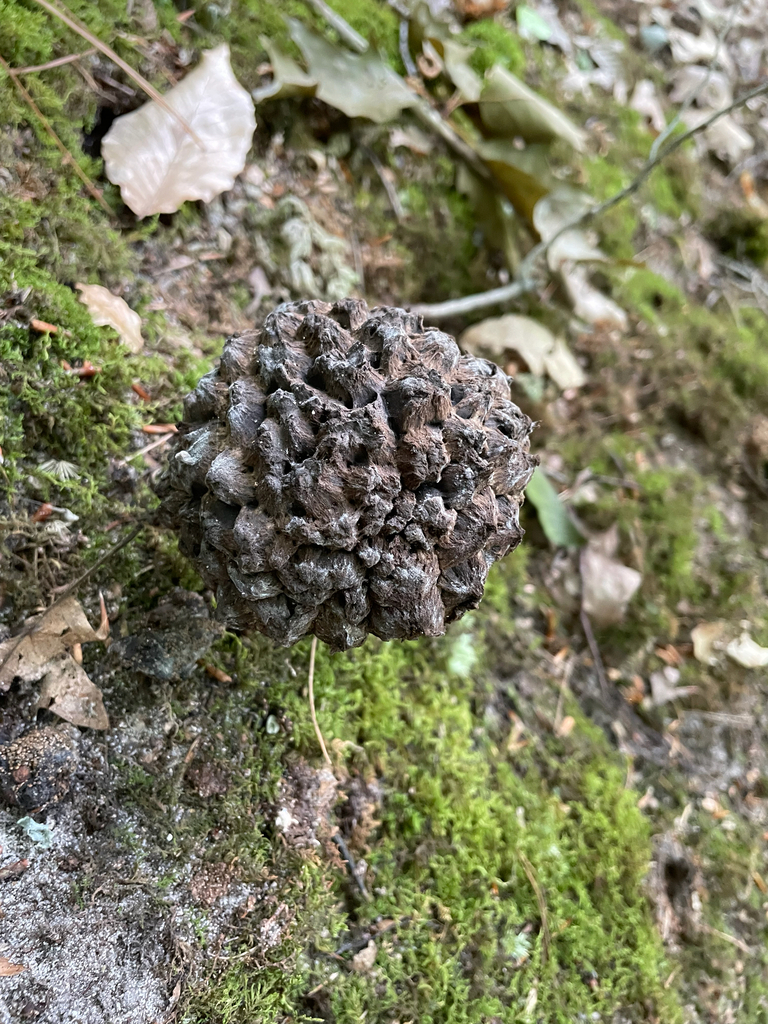Old-man-of-the-woods · July 2026 · photo: Photo: no rights reserved · iNaturalist