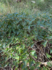 Tyler Anthony, CC BY, iNaturalist via GBIF Tinospora smilacina, photograph Tyler Anthony, CC BY, iNaturalist via GBIF