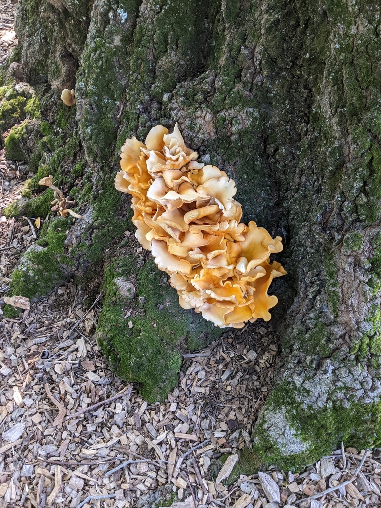 Eastern American jack-o'-lantern · July 2026 · photo: Photo: (c) Maria Aghazarian, some rights reserved (CC BY) · iNaturalist