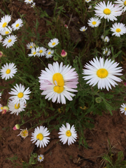 Aphanostephus skirrhobasis