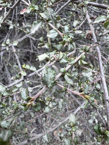 Ceanothus foliosus, photograph 6