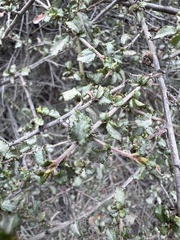 Ceanothus foliosus, photograph (c) Ryan Donnelly, some rights reserved (CC BY)