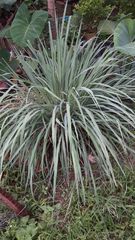 Helictotrichon sempervirens