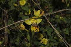 Ophrys sicula