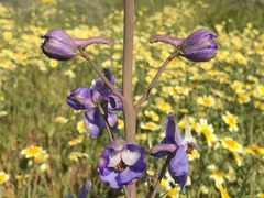 Delphinium recurvatum