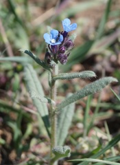 Anchusa thessala