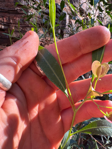 Dodonaea lanceolata, photograph 6