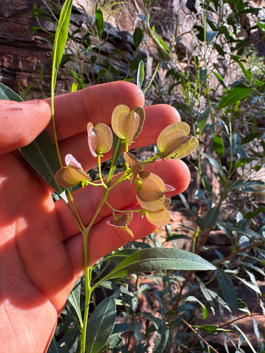 Dodonaea lanceolata, photograph 5