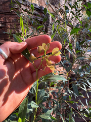 Dodonaea lanceolata, photograph (c) Tyler Anthony, some rights reserved (CC BY)