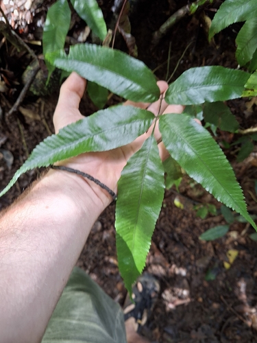 Abacopteris aspera observed 2026-07-11